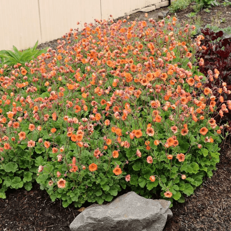 Compact Growth Habit