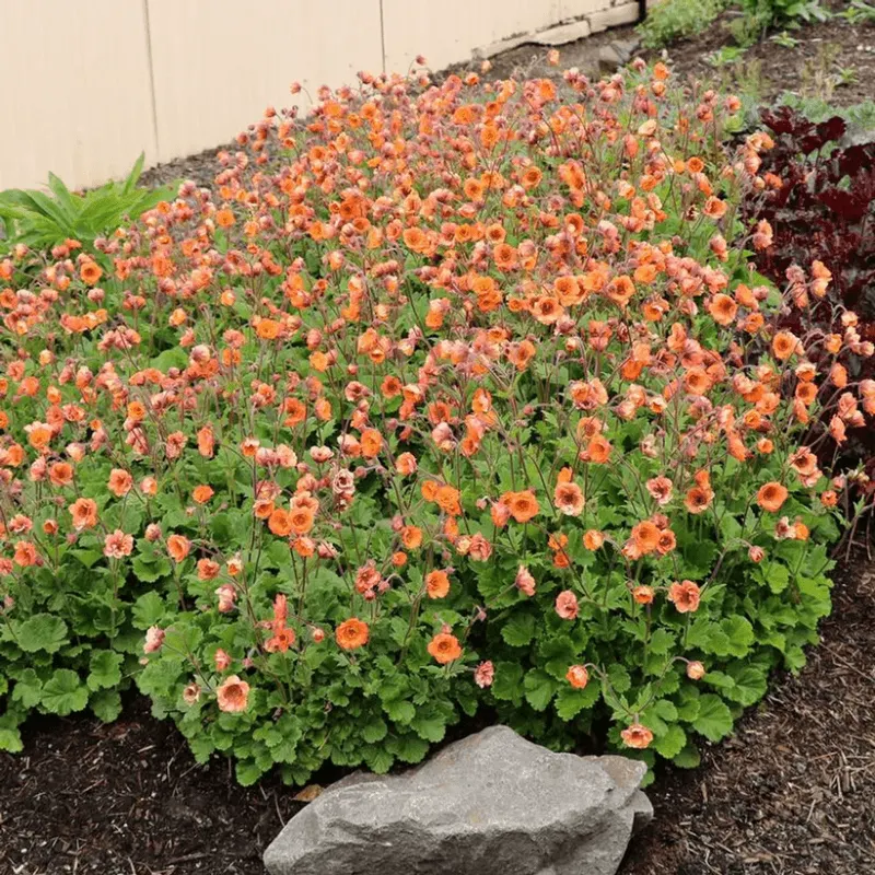 Compact Growth Habit