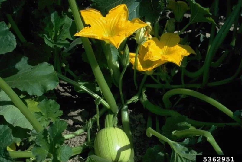 Delayed Flowering and Poor Fruit Development