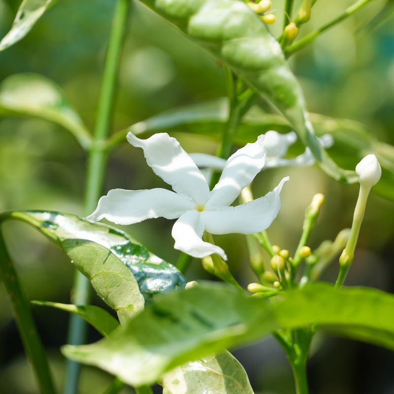 Delicacy of Jasmine