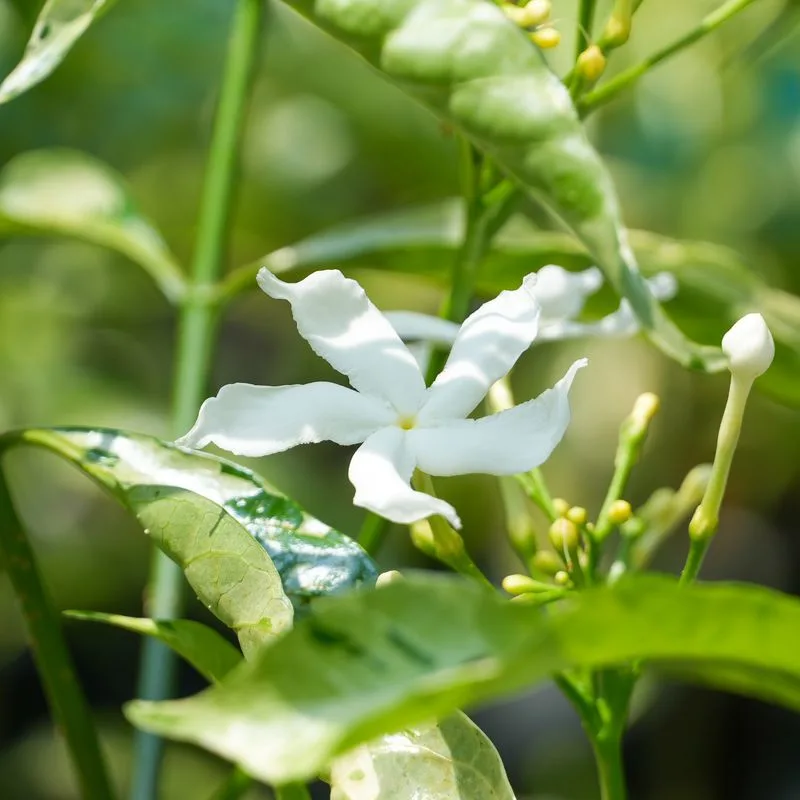 Delicacy of Jasmine