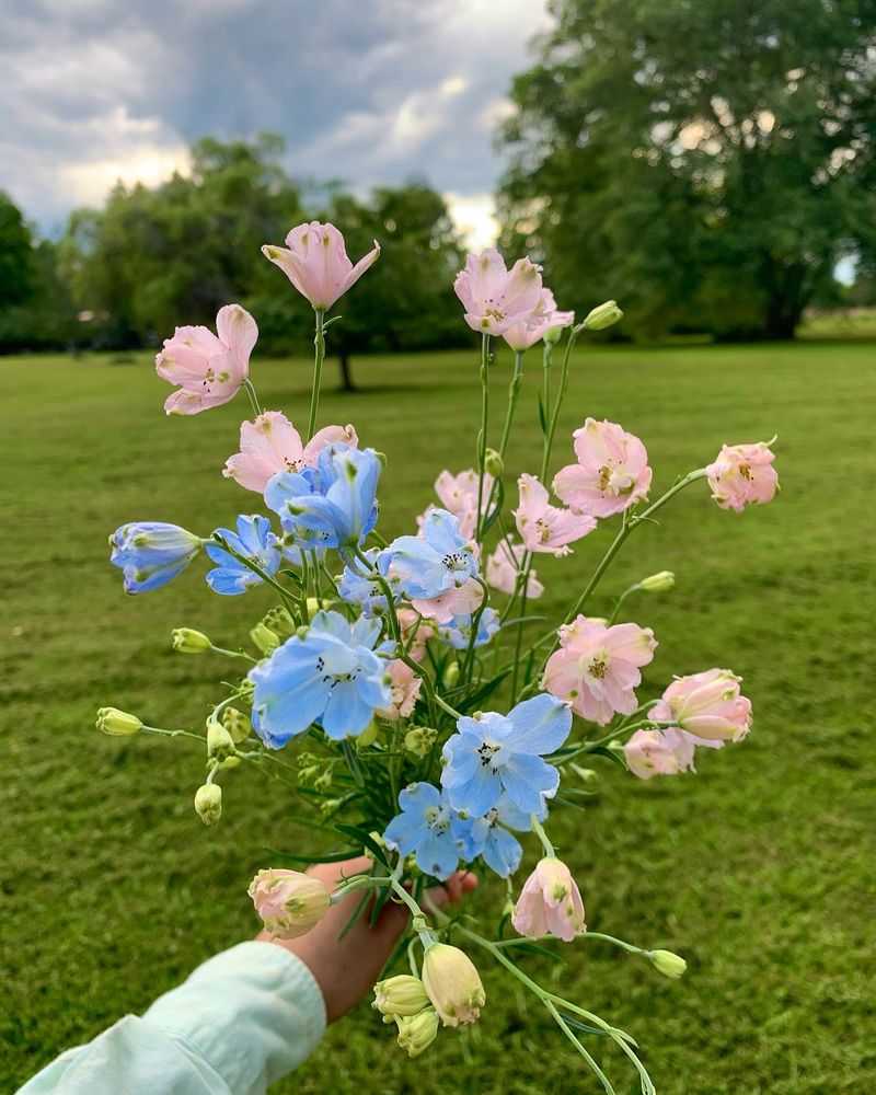 Delicate Delphiniums
