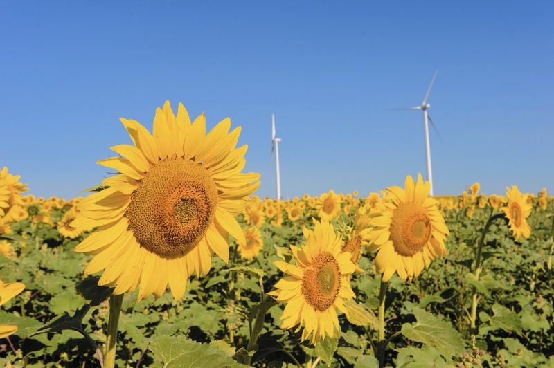 Sunflower