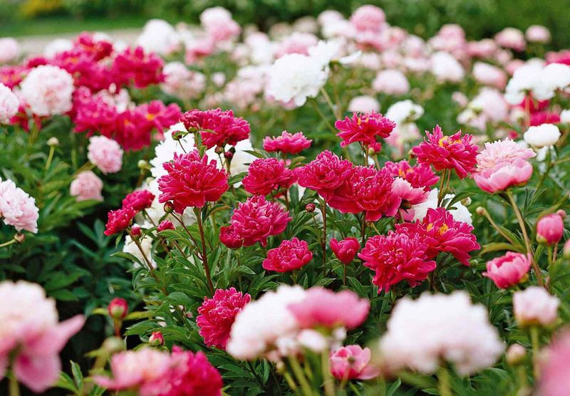 Peony