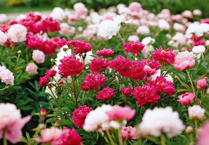 Peony