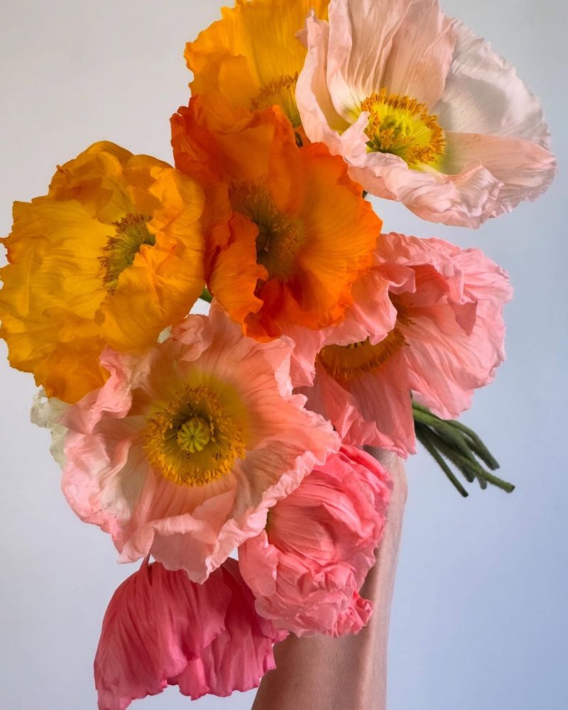 Poppy