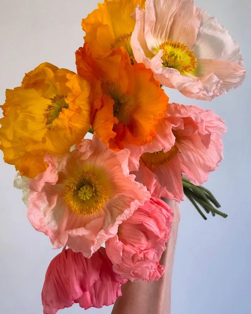 Poppy