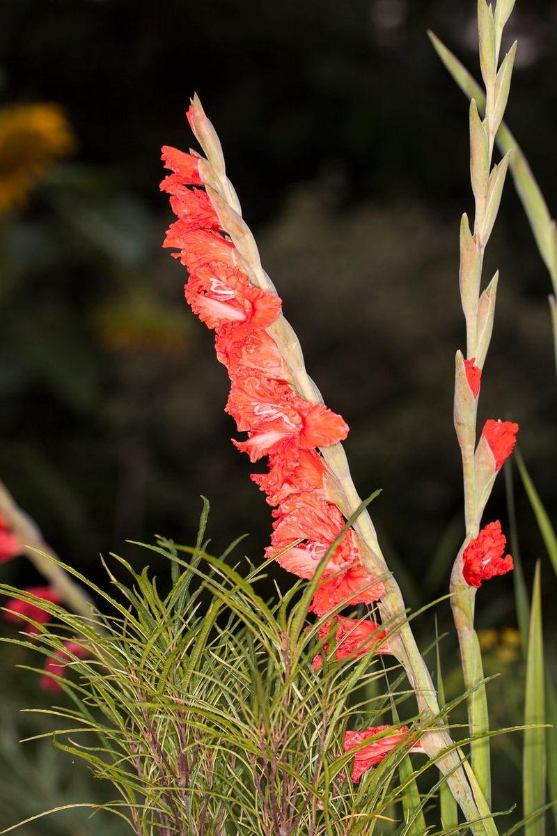 Gladiolus
