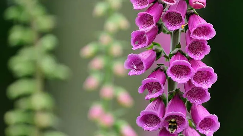 Foxglove