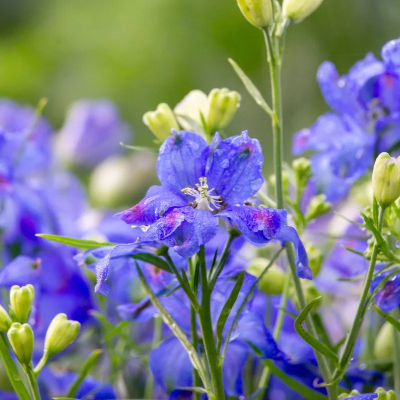 Delphinium