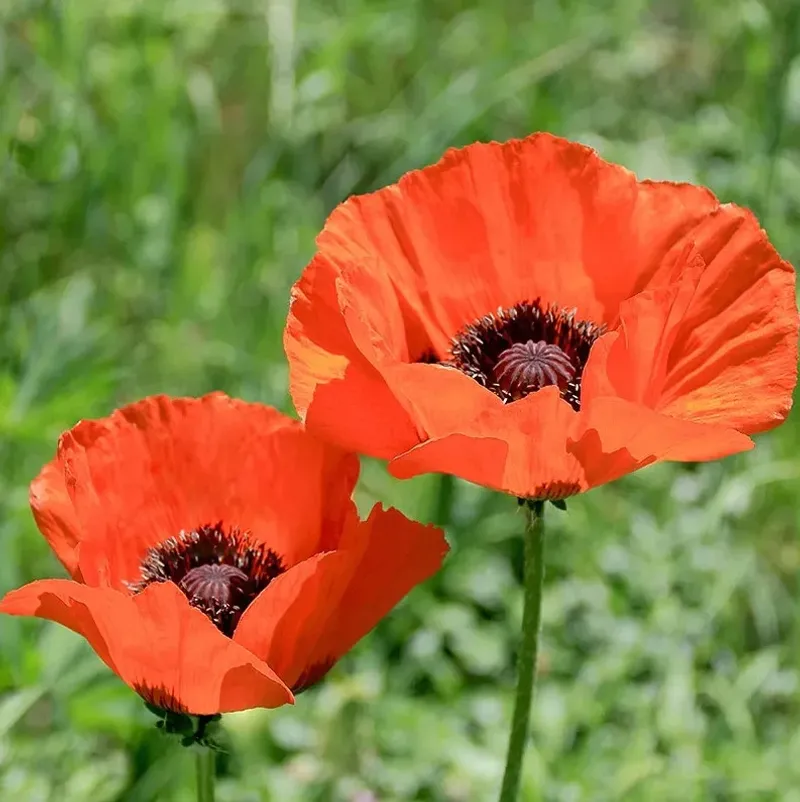 Oriental Poppy