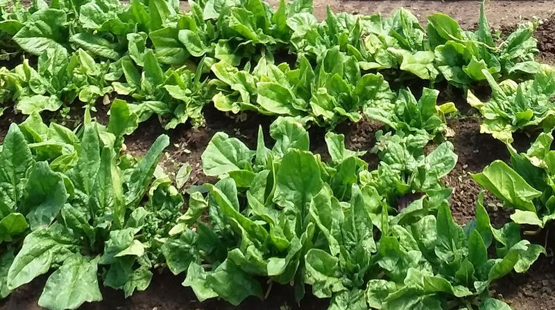 Cool-Season Crops
