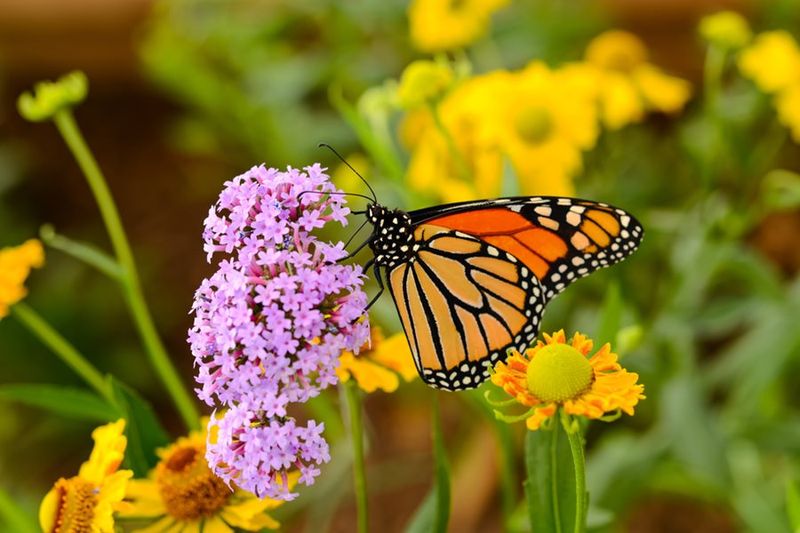 Design a Butterfly Garden