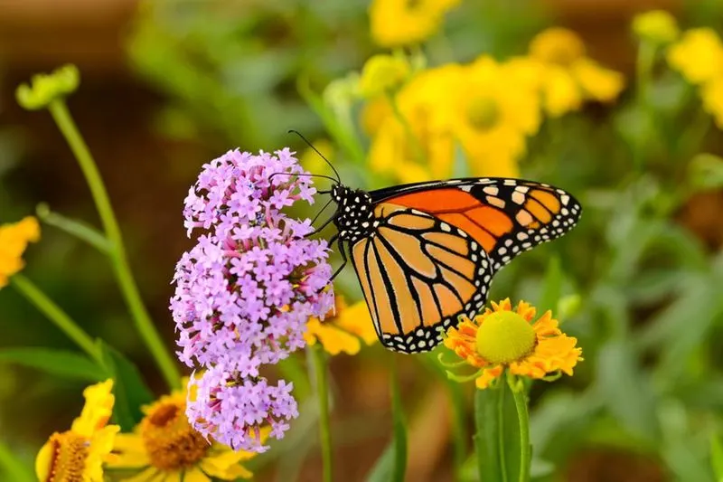 Design a Butterfly Garden