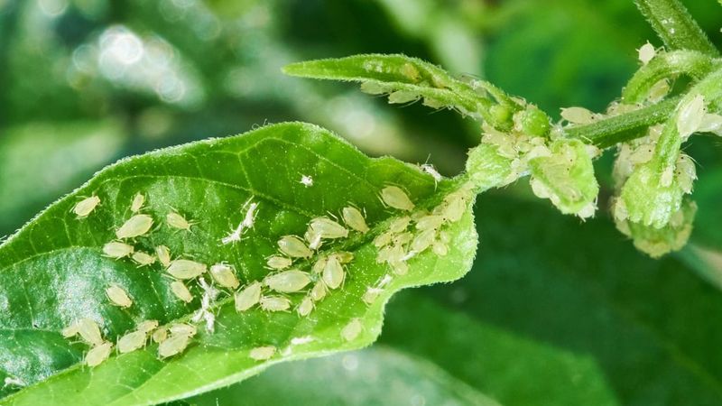 Deters Aphids