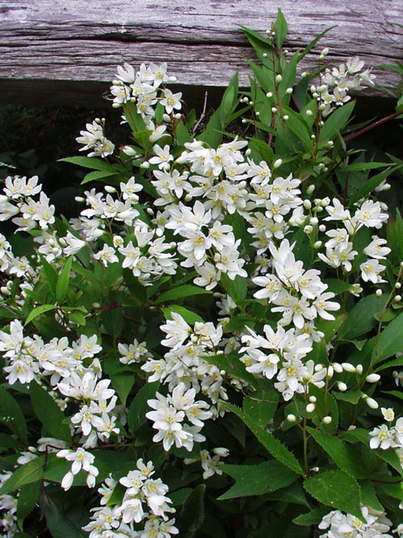 Deutzia
