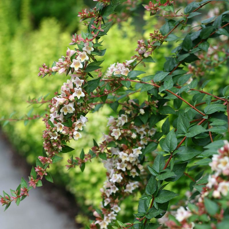 Abelia