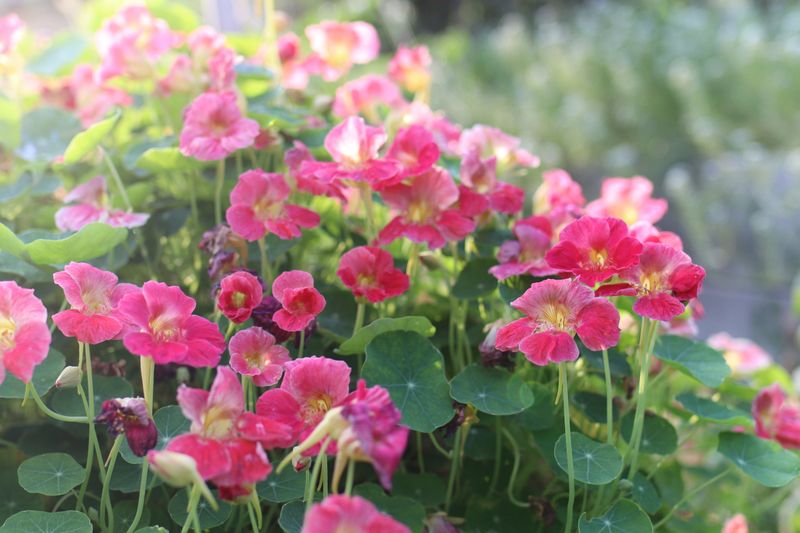 Dew's Early Jewel