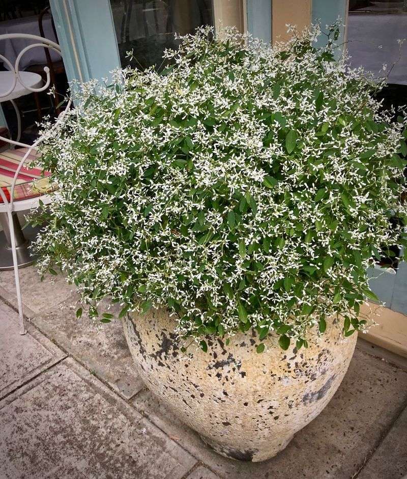 Diamond Frost Euphorbia