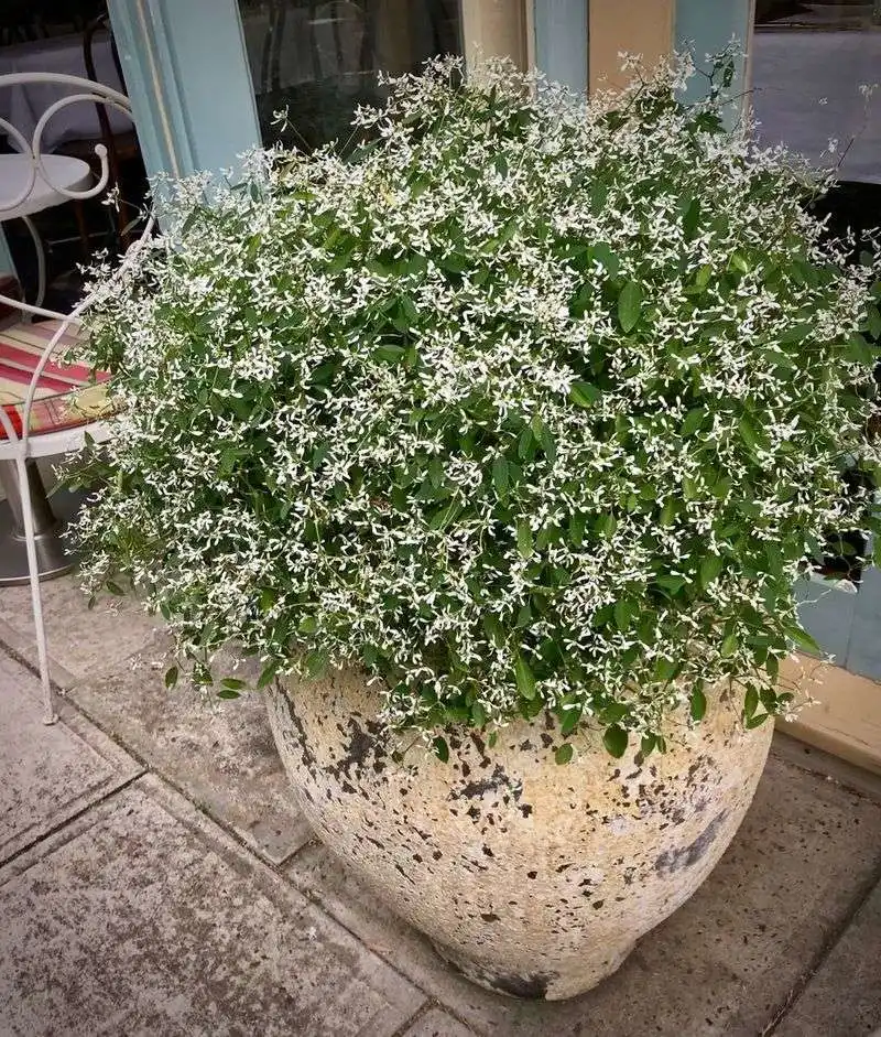 Diamond Frost Euphorbia