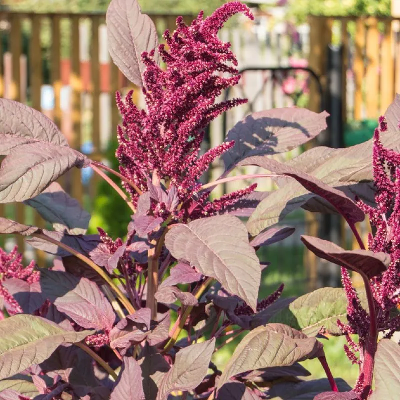 Red Dragon Amaranth