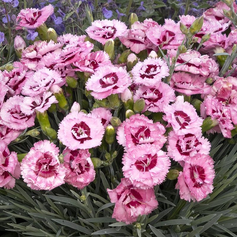 Dianthus