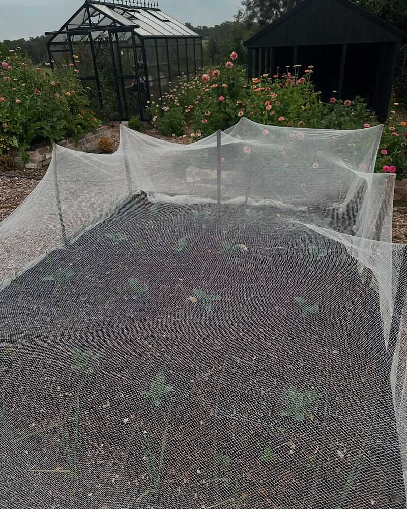 Netting