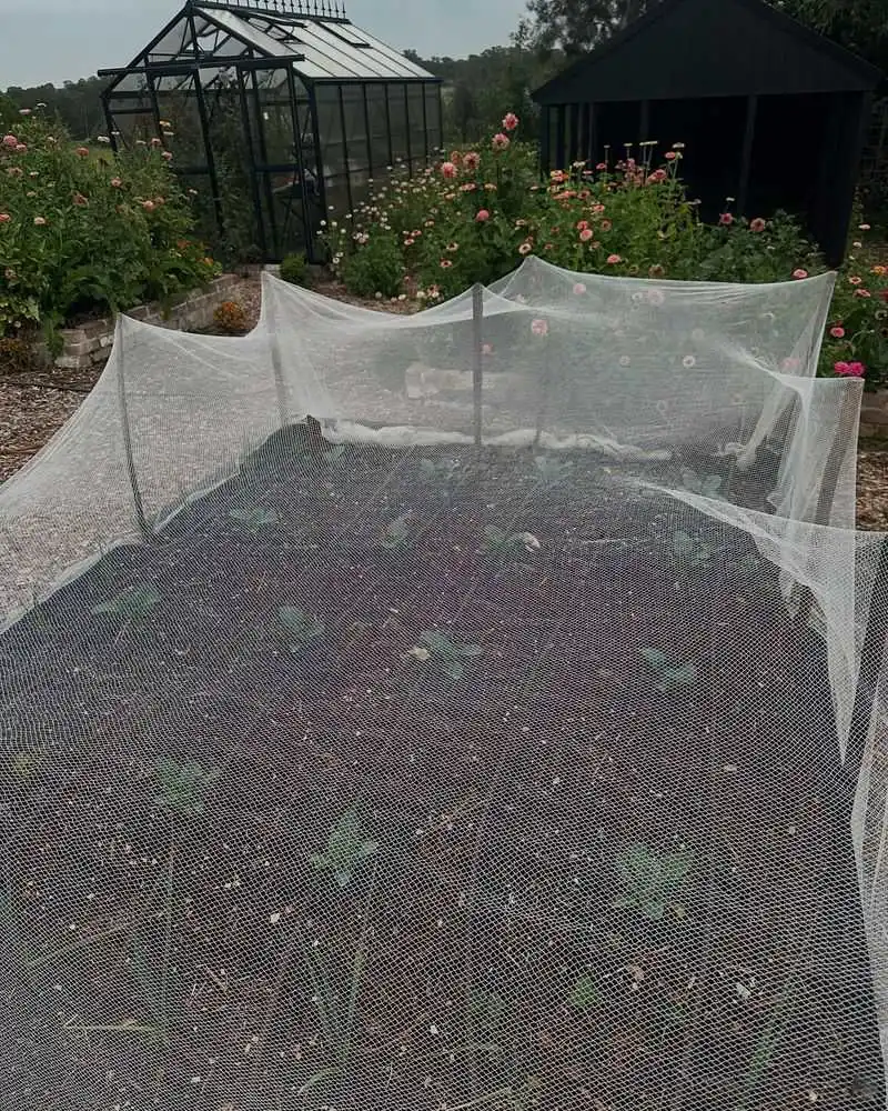 Netting