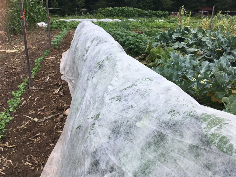 Floating Row Covers