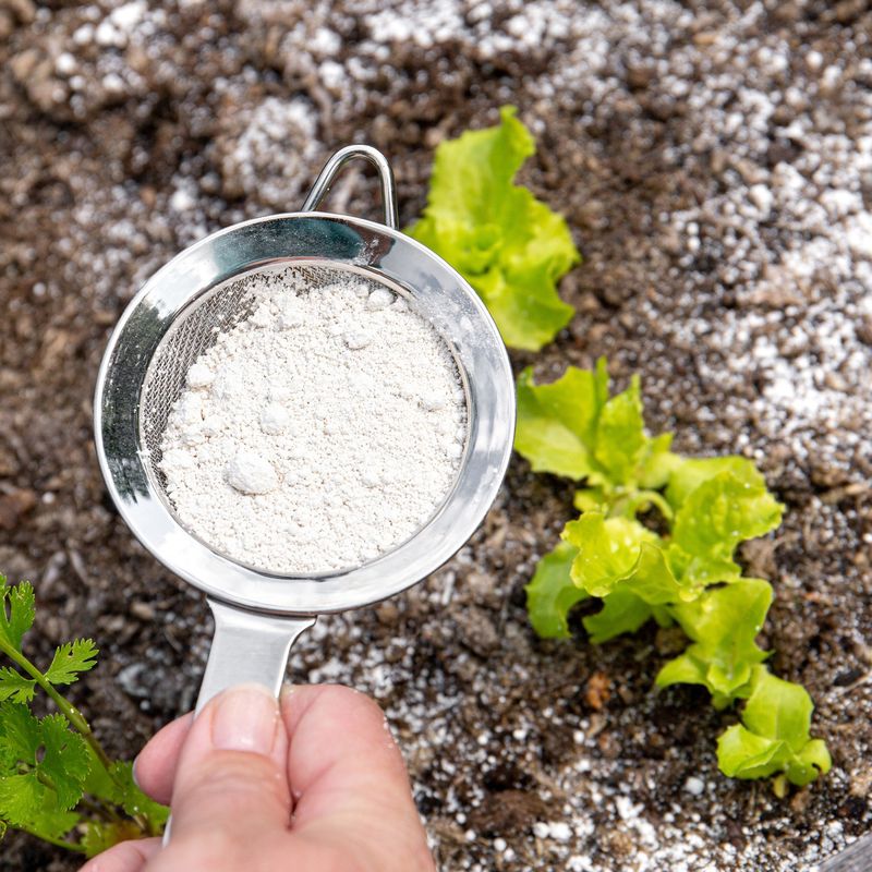Diatomaceous Earth