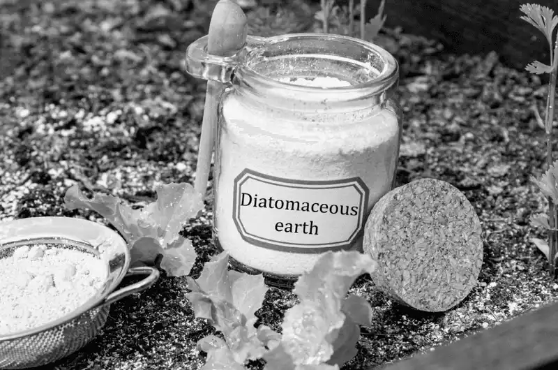 Diatomaceous Earth