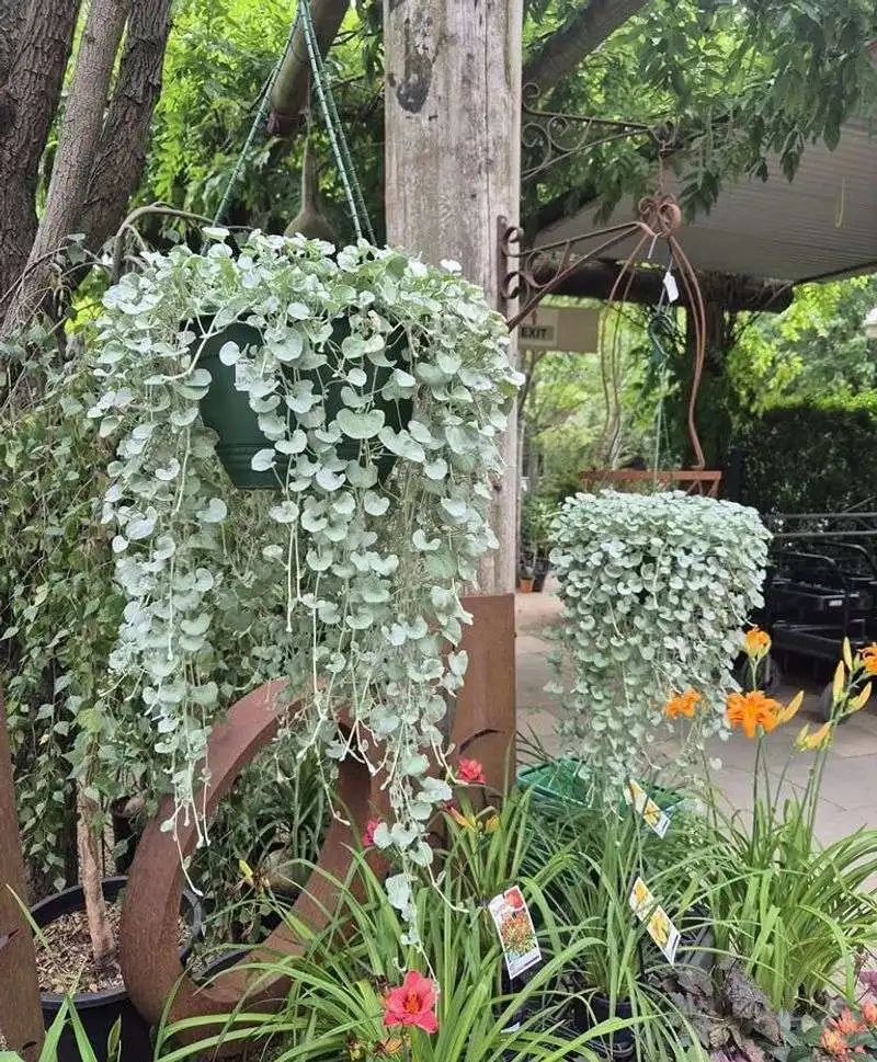 Dichondra