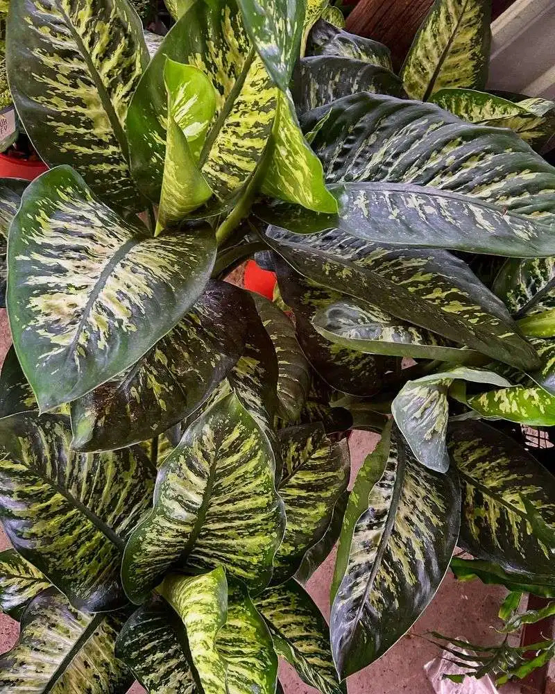 Dieffenbachia