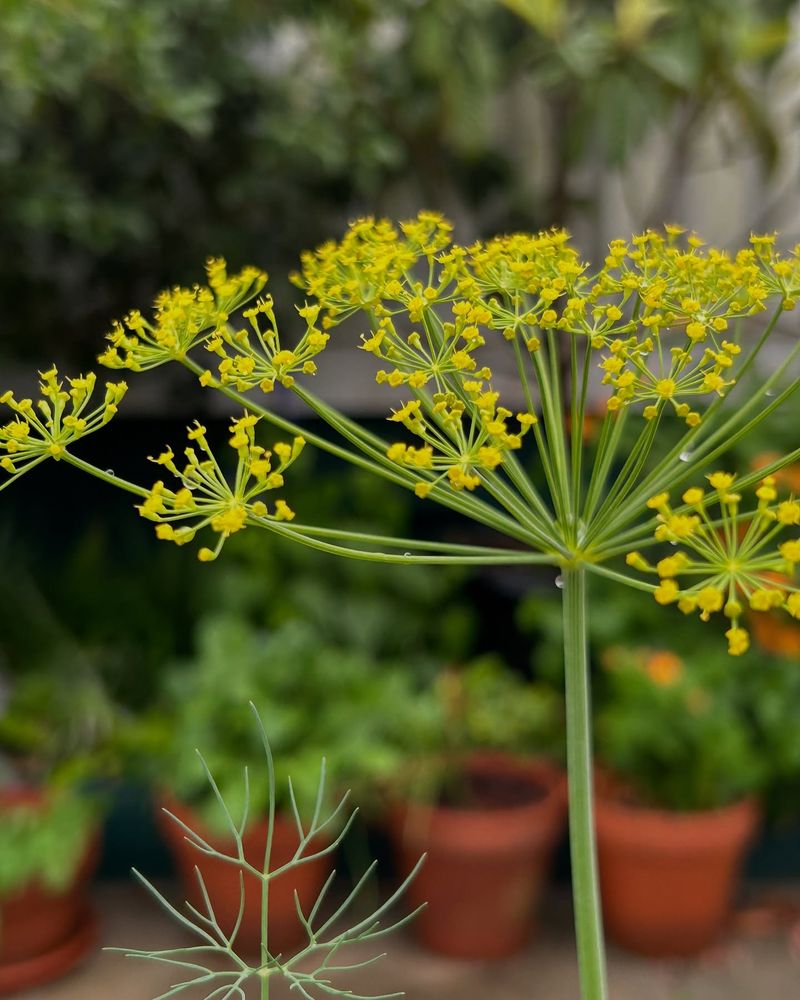 Dill
