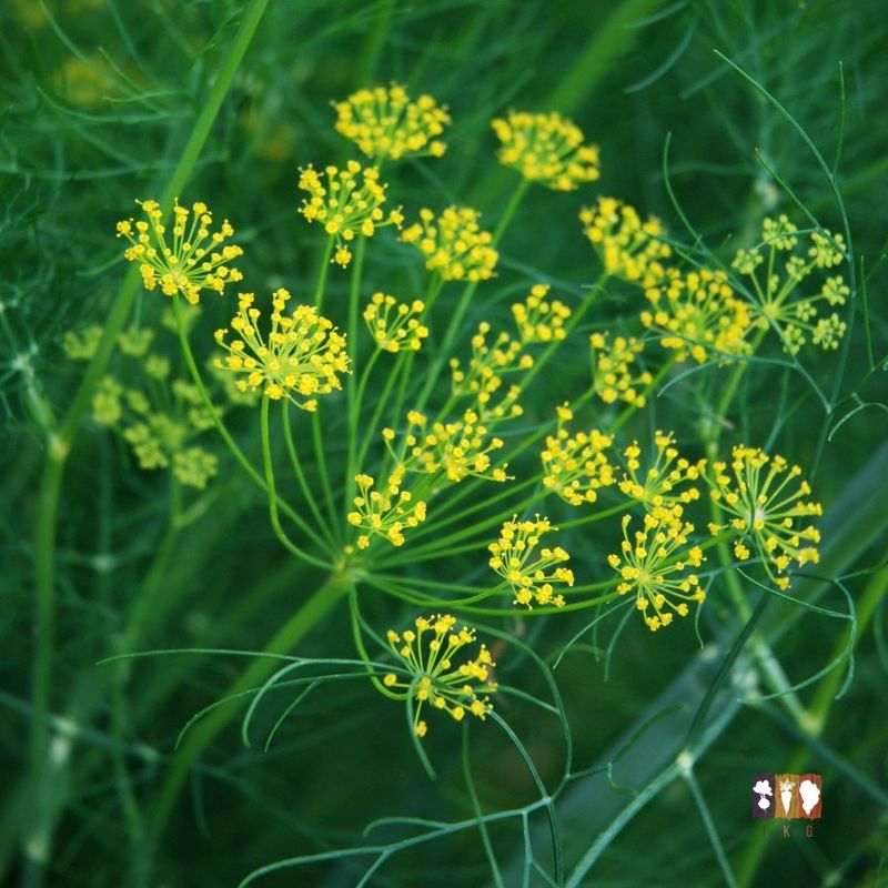 Dill