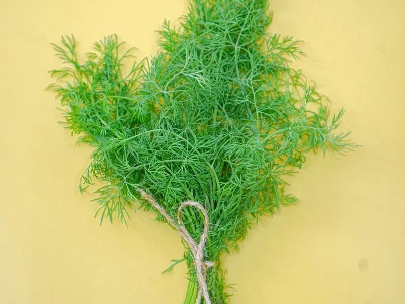 Dill