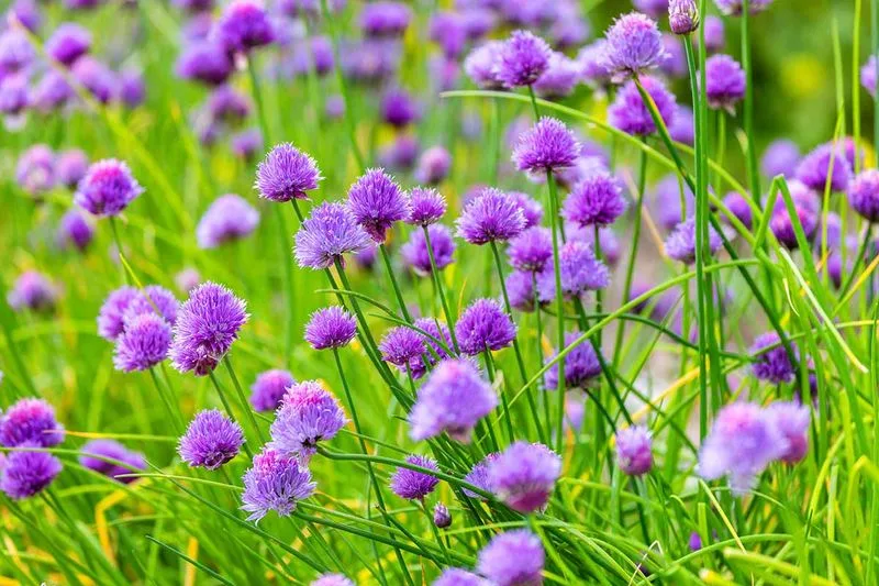 Chives