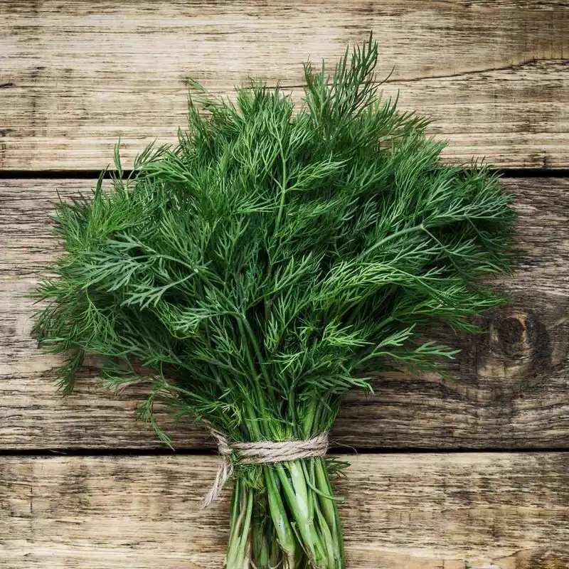 Dill