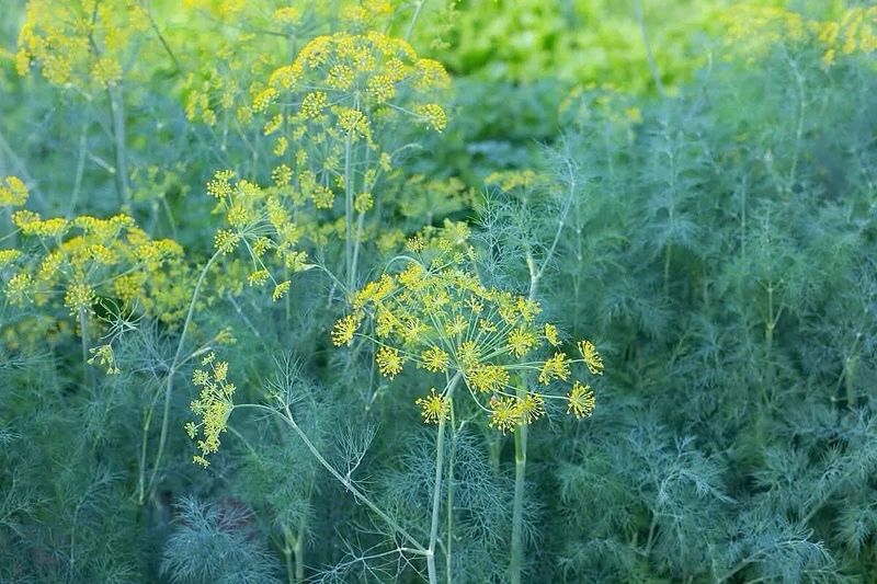 Dill's Culinary Charm