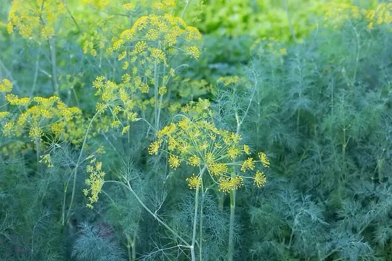 Dill's Culinary Charm