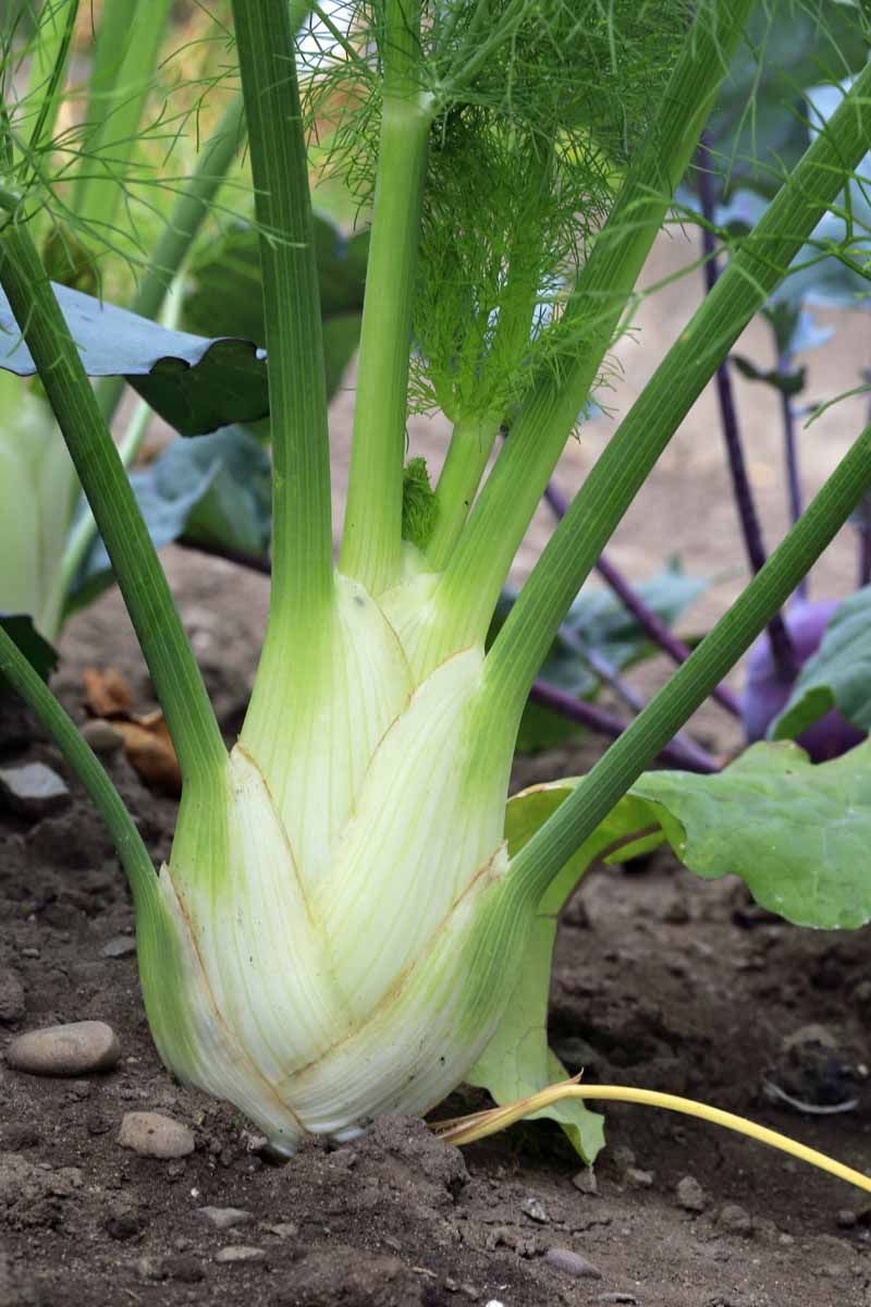 Fennel