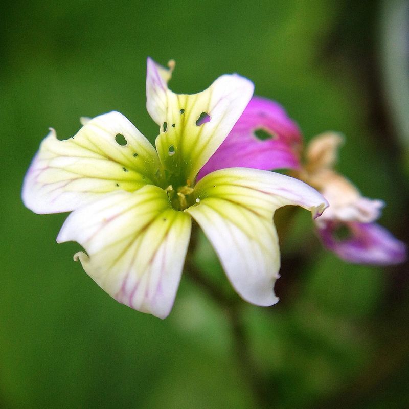 Discolored Flowers