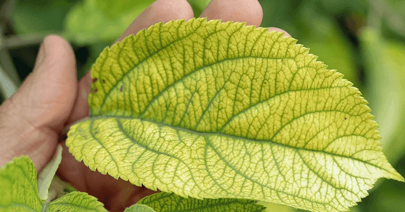 Discolored Veins