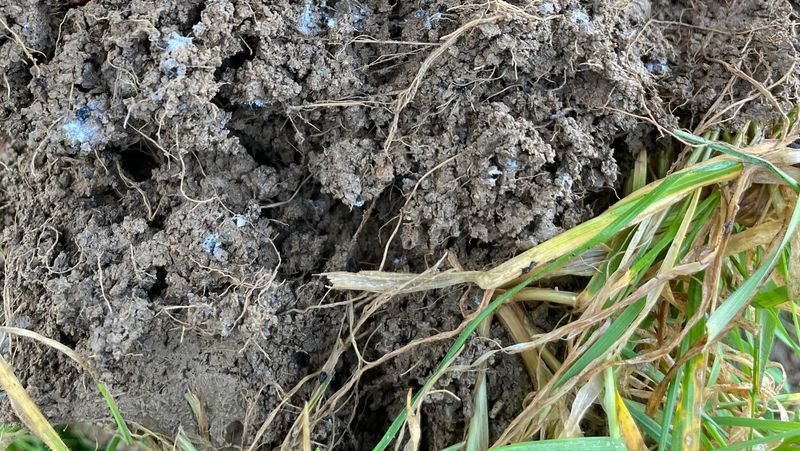 Disease Resistance