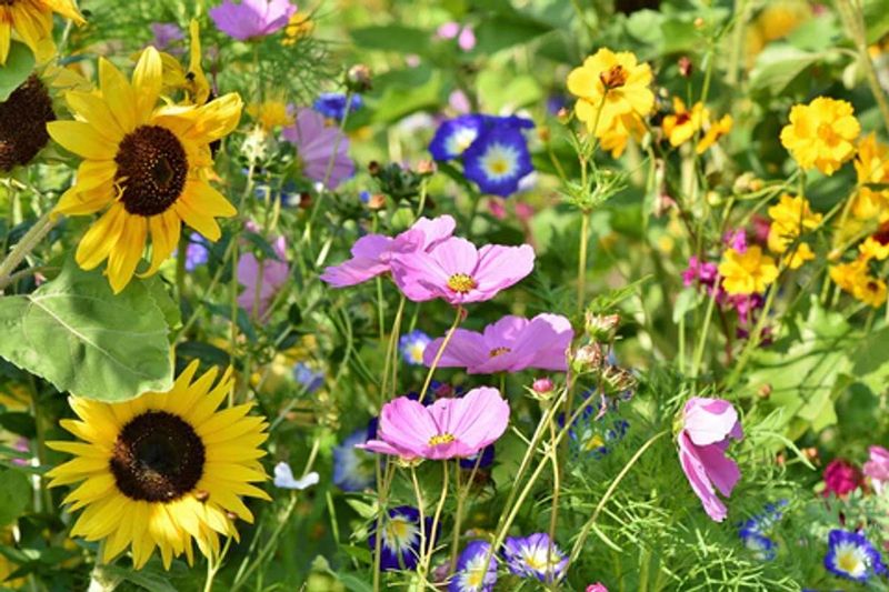 Diversify Plant Varieties