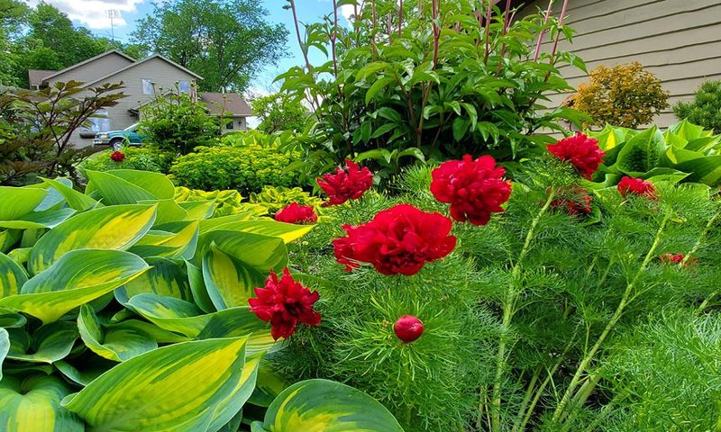 Divide Perennials