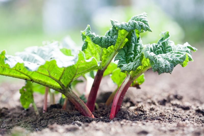 Transplanting with Care