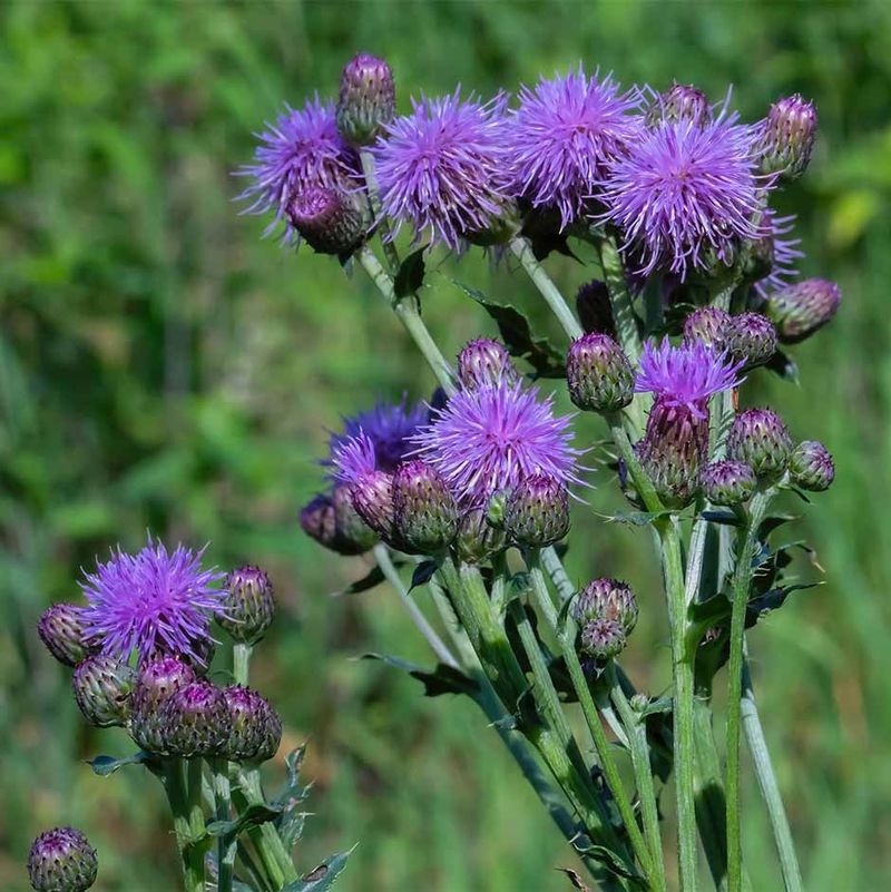 Thistle Compost Enrichment