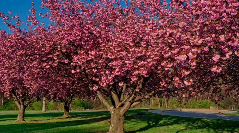 Crabapple