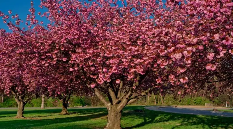 Crabapple